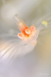 ~ Pure ~
The ocean is filled with amazing creatures. One... by Geo Cloete 